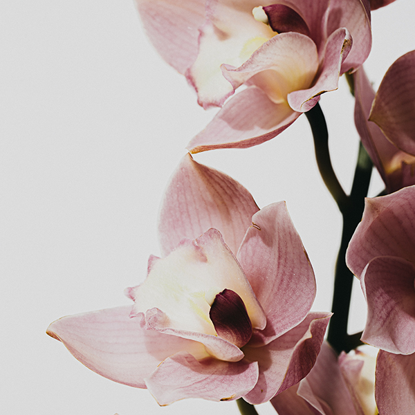 Flowers #2