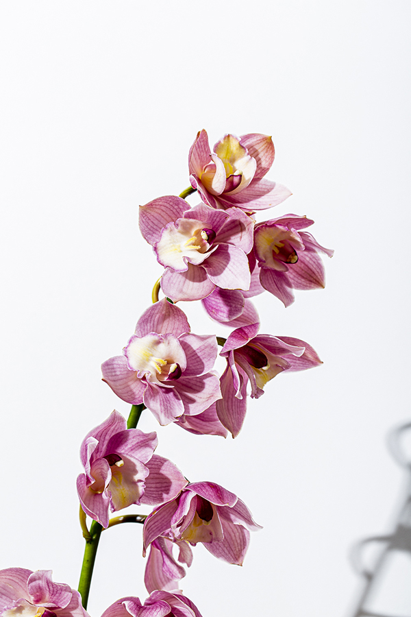 Flowers #4