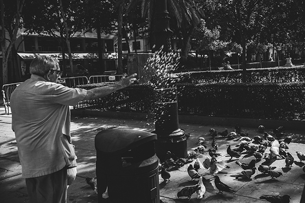 Pigeon Man